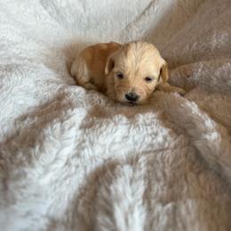 Dasiy - Cream female Havapoo puppy in Tennessee Colony, Texas from Poodle an Doodles 3:16