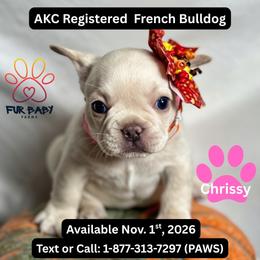 Chrissy - White female French Bulldog puppy in Michigan from Fur Baby Farms