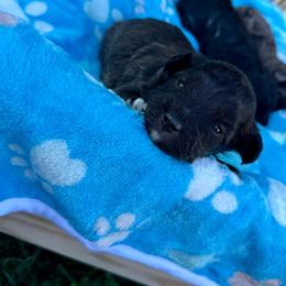 Walker - Sable male Aussiedoodle puppy in Science Hill, Kentucky from Southern Paws Kennels
