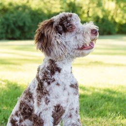 Tripp - Goldendoodle