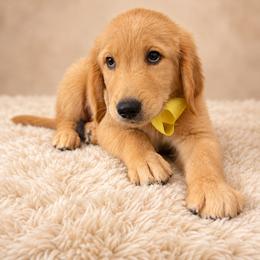 Phoenix - Light golden male Golden Retriever puppy in Chicago, Illinois from Urbane Retrievers