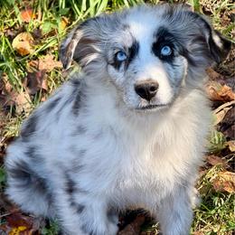 Cosmo - Blue merle male Miniature Australian Shepherd puppy in Patterson, North Carolina from DreamLine Aussies