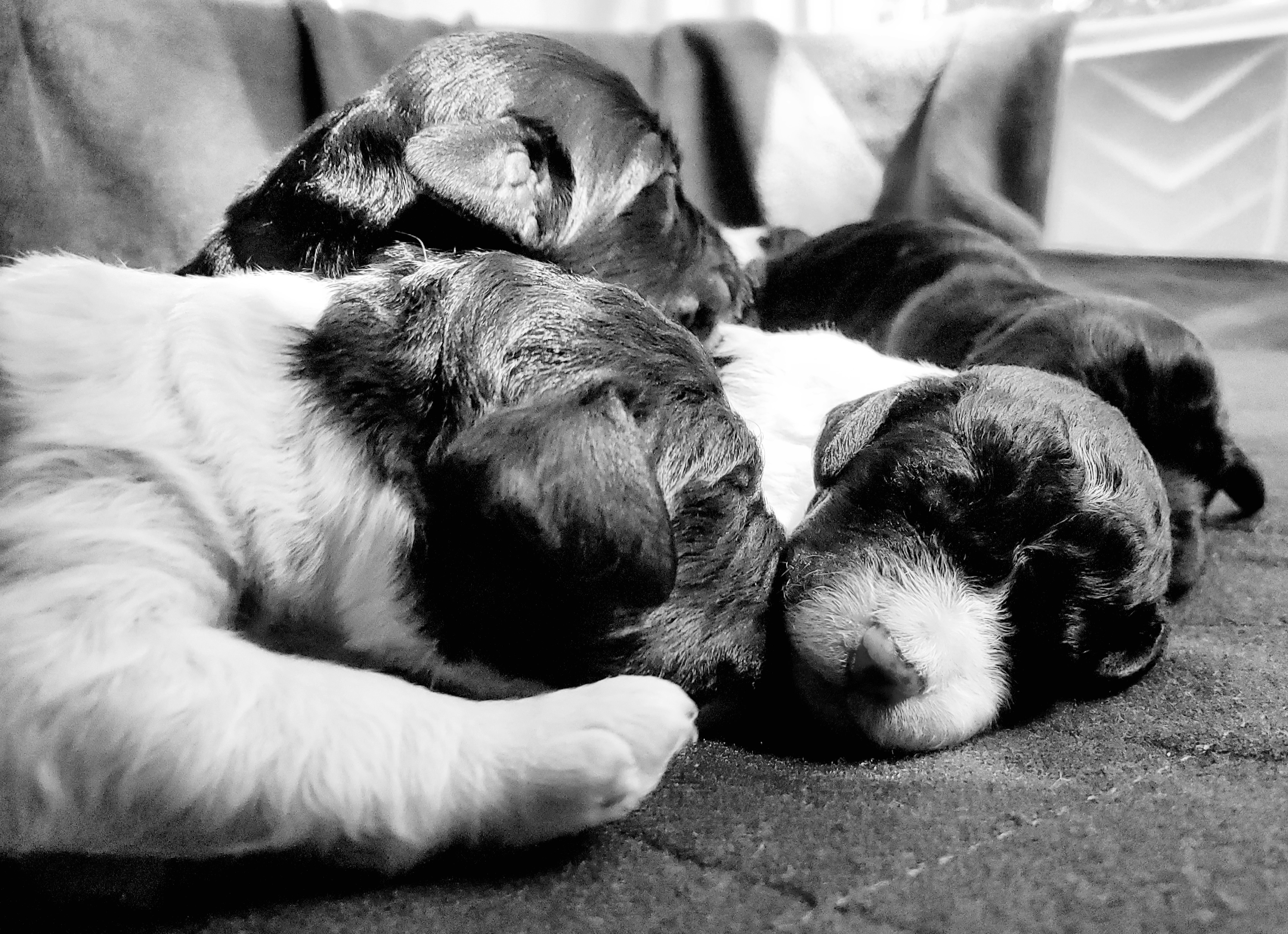 Double Doodle and Poodle Puppies from Perfect Poodles and Doodles LLC