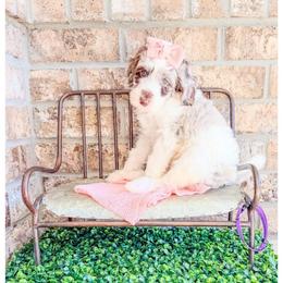 Pearl - Chocolate merle female Bernedoodle puppy in Lake City, Florida from 224 Doodles and Poodles