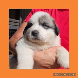 Orange collar - White and badger male Great Pyrenees puppy in Mikado, Michigan from Brittain Family Farm