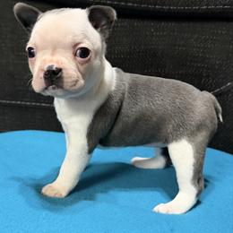 Polly - Blue female Boston Terrier puppy in Wellington, Ohio from Twist of Faith Farms