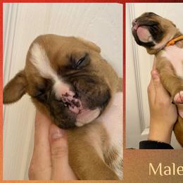 Orange - 5th born - Fawn male Boxer puppy in Brownsville, Oregon from Vincent's Pride Boxers ~ Dudley's Dream Boxers