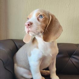 Sophia - Tan and white female Beagle puppy in Bois D Arc, Missouri from Country Home Pets and Farm