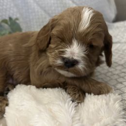 Cavapoo Puppies from Poppy Garden Doodles