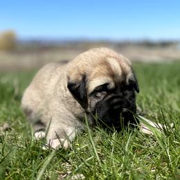Boy 4 - Fawn male Anatolian Shepherd Dog puppy in Kalispell, Montana from Wild Rooster Family Farm – AKC Anatolian Shepherd Breeder, OFA Health Tested