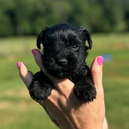 Crush - Red Boy - Black male Miniature Schnauzer puppy in Oneonta, Alabama from Murphree Valley Kennels