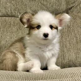 Mismark with 1 blue eye Fluffy boy 2 - Sable male Pembroke Welsh Corgi puppy in Rochester, Indiana from Stacy’s Pembroke Welsh Corgis