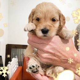 Crayola - Apricot female Goldendoodle puppy in Sterling, Illinois from Charley's Goldendoodles