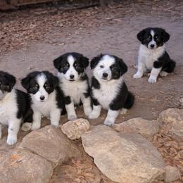Australian Shepherd and Great Dane Puppies from AEW Farm