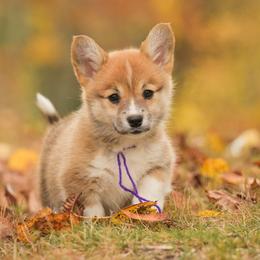 German Shepherds and Pembroke Welsh Corgis from Corgi Bliss Pembroke Welsh Corgis