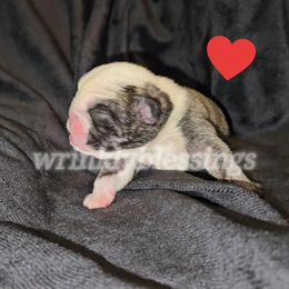 Girl 6 - Red brindle Bulldog puppy in Granville, Iowa from Wrinkly Blessings English Bulldogs