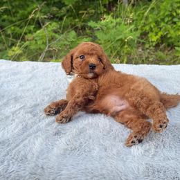 Silver Bow OFA - Red male Cavapoo puppy in Evart, Michigan from Northern’s Cute Cuddly Cava Poos