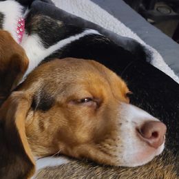 Beagles from Castle Beagles