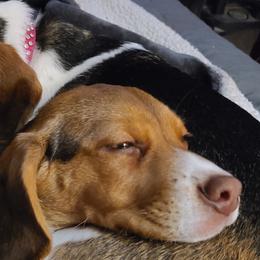 Beagles from Castle Beagles