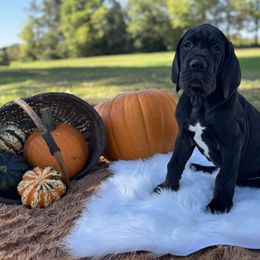 Lyra - Black female Great Dane puppy in Waseca, Minnesota from Northern Soul Great Danes
