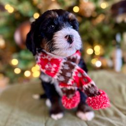 Ariana - Tri-color female Bernedoodle puppy in Royse City, Texas from Platinum Bernedoodles of Texas