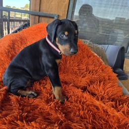 Red collar - Black and rust male Doberman Pinscher puppy in Santa Clarita, California from Riviera Dobermans