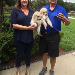Poodle Puppies from Ocala Standard Poodles