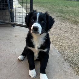 Dottie - Black & white female Australian Shepherd puppy in San Tan Valley, Arizona from Reeds Ranch