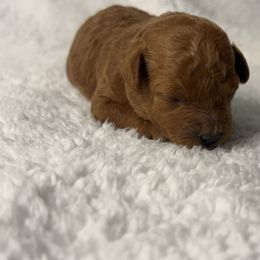 Poodle Puppies from Coasta J’s Toy Poodles