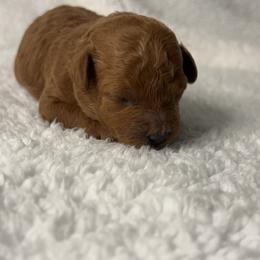 Poodle Puppies from Coasta J’s Toy Poodles
