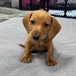 Blue - Red male Dachshund puppy in Corona, California from Long Dog Dachshund Pups