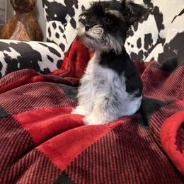 Miniature Schnauzer Puppies from R&T Tx Mini Schnauzers