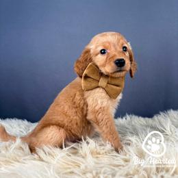 Glider - Cream male Goldendoodle puppy in Utah County, Utah from Big Hearted Breeders