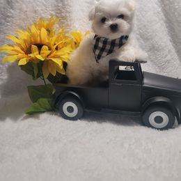 Boy 2 - White male Maltese puppy in Kinder, Louisiana from Bourque Maltese