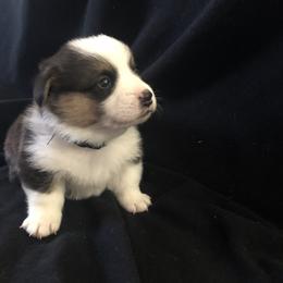 Boy 1 - Pembroke Welsh Corgi puppy in Waynesboro, Virginia from River Ridge Corgis