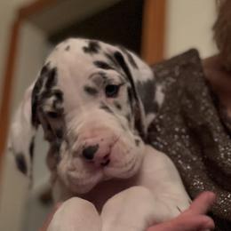 Pending - Harlequin female Great Dane puppy in Cadillac, Michigan from Garrow Danes House of Blues