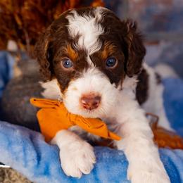 Rolo - Tri-color male Bernedoodle puppy in Richmond, Texas from Harper’s Heartbeats