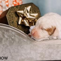 Snow - Parti female Goldendoodle puppy in Lakeland, Florida from Rolling Oak Doodles