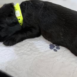 German Shepherd Puppies from Vom Broward Haus