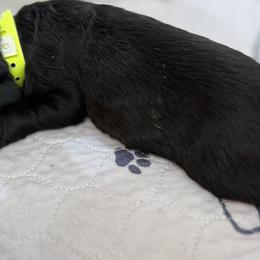 German Shepherd Puppies from Vom Broward Haus