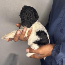 Opal - Parti female Poodle puppy in Fort Lauderdale, Florida from SoFlo Standard Poodles