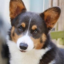 Jovi - Pembroke Welsh Corgi