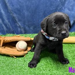 Max - Black female Labrador Retriever puppy in Farmington, Missouri from Granite Creek Kennel