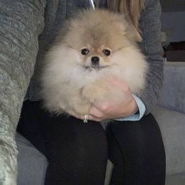 Pomeranian Puppies from Pursell Pomeranians
