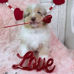 Preacher - Red merle male Australian Shepherd puppy in Jonesborough, Tennessee from Lotus Australian Shepherds