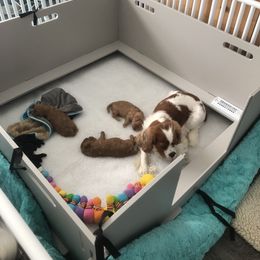 Cavachon, Cavalier King Charles Spaniel, and Cavapoo Puppies from Comfort Cavs