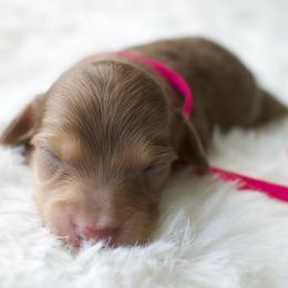Petunia - Chocolate and cream female Dachshund puppy in Morrow, Ohio from Courtney’s Colorful Doxies