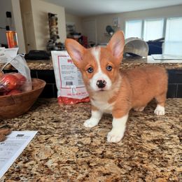 Sunny - Red merle and white male American Corgi puppy in Kennewick, Washington from Corgis of Tricities