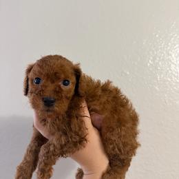 Coral - Red female Cavapoo puppy in Fort Worth, Texas from Aloha Paradise Poodles LLC