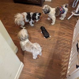 Augie Tovar Oribio - Fawn sable Havanese puppy in Austin, Texas from Havanese Puppies of Austin Texas